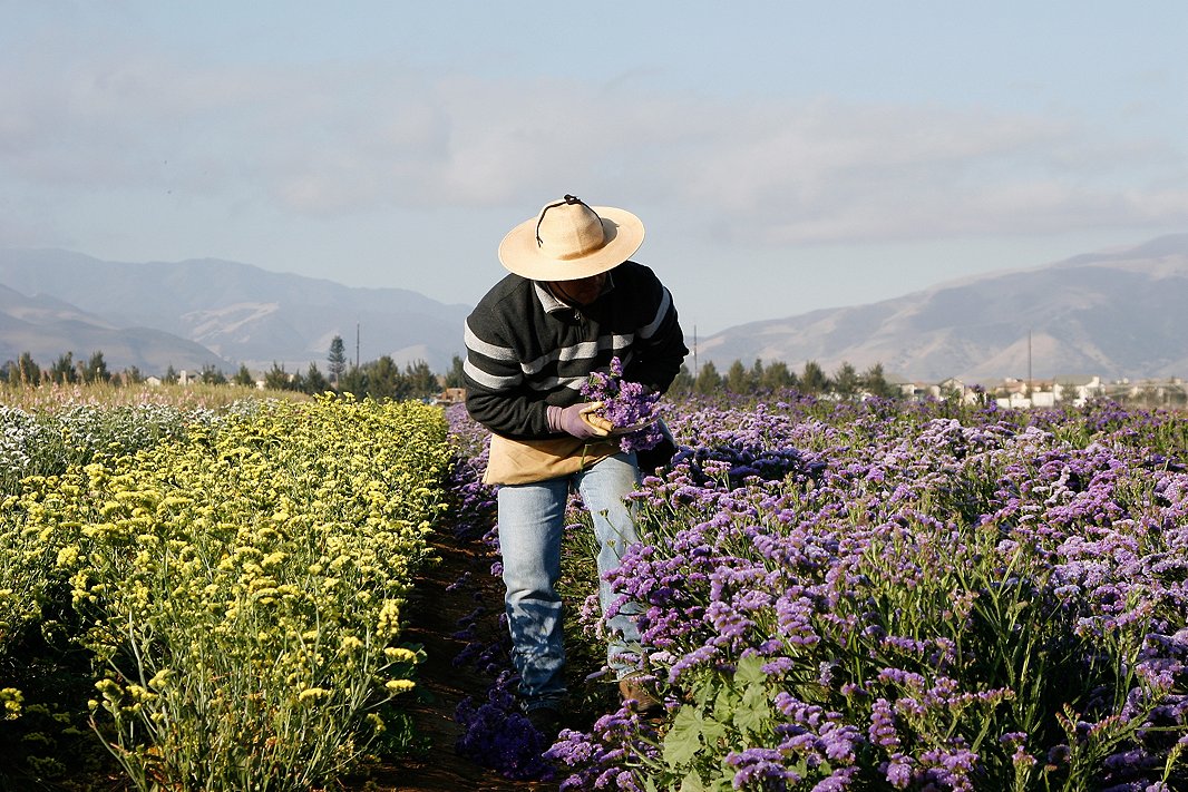 Harvesting flowering herbs at Creekside Farms in California’s Salinas Valley. Image courtesy of Creekside Farms.
