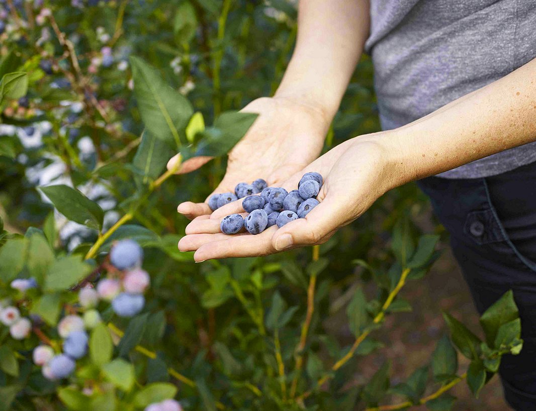 “When selecting berries, look for the most fragrant, as they will be the ripest,” Elizabeth says. “The berries should be plump, firm, dry, and blemish free. I always prefer the large ones that get plenty of sunshine.” Photo by Bill Milne.
