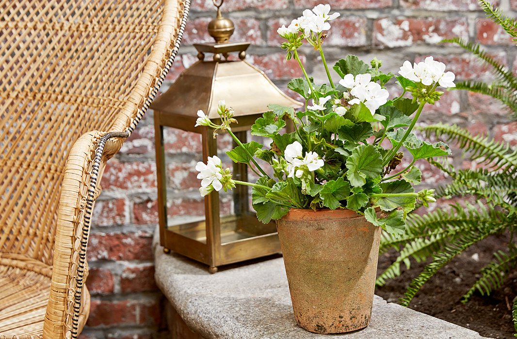 Bug-repelling cascading geranium will drape over its pot and add a delicate floral scent to your potagerie.

