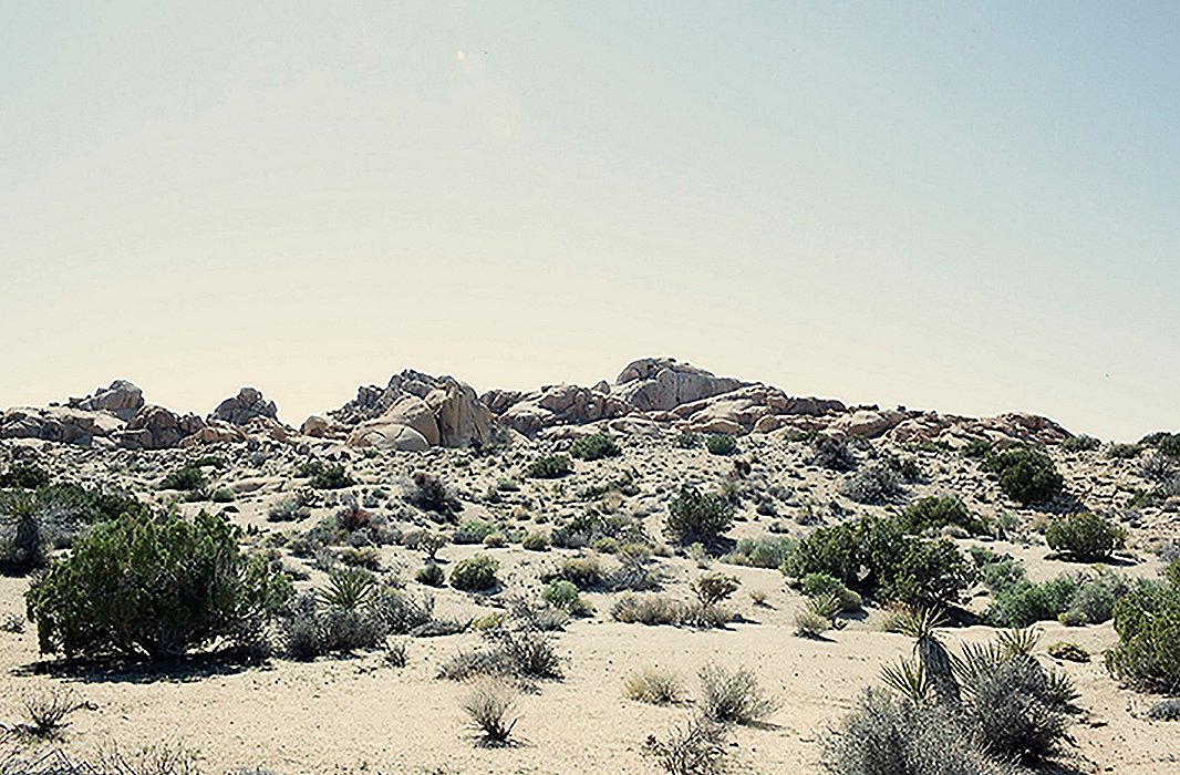 Joshua Tree
