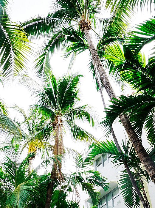 Miami Palms by Natalie Obradovich
