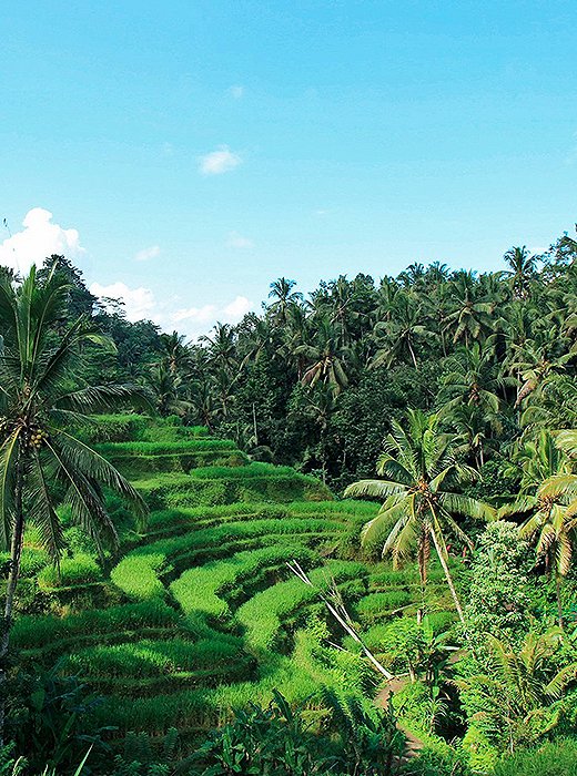 Tegallalang, Bali by Natalie Obradovich
