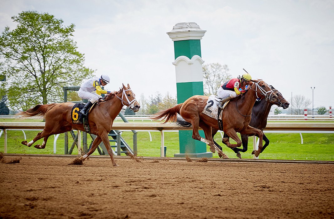 And the race is on as jockeys and their thoroughbreds leap into flight.
