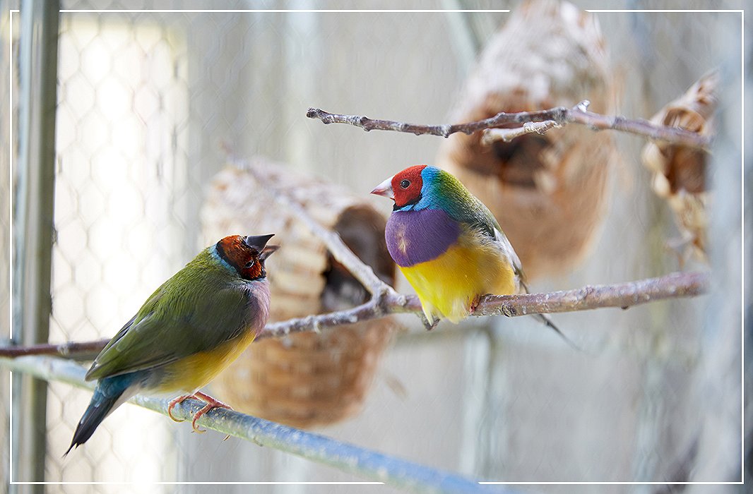 In the living room, an antique aviary houses birds that rise and rest in tandem with the sun.
