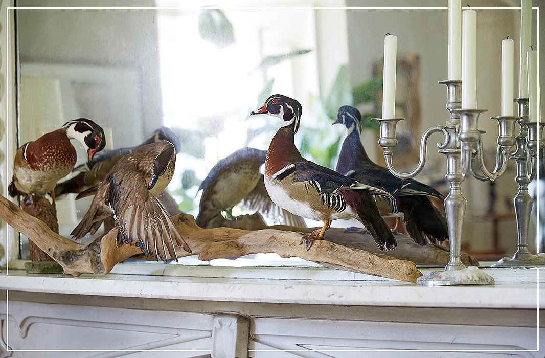 Frozen in time, ducks from Jon’s brother grace a mantel not far from where living birds sing.
