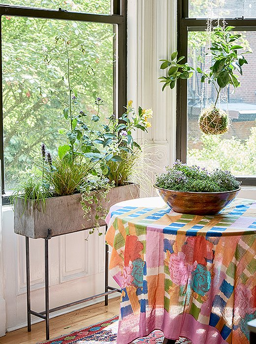 After Jungle Design’s (very movable) installation, our kitchen now looks out on an indoor garden. Besides the prairie fire grass (or Carex testacea, which spouts colorful grasses), there is blooming jasmine (or cestrum, which brings a lovely scent), hummingbird mint (or agastache, which outdoors would attract butterflies and bees), blue horizon ageratum (from the aster family), and a trailing plant called glechoma (an aromatic ground ivy).
