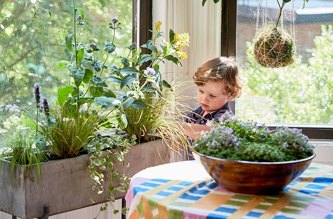 My son, Henry, took it upon himself to fix the flow of these prairie fire grasses. This photo was taken before he discovered the joy of misting plants with a spray bottle.
