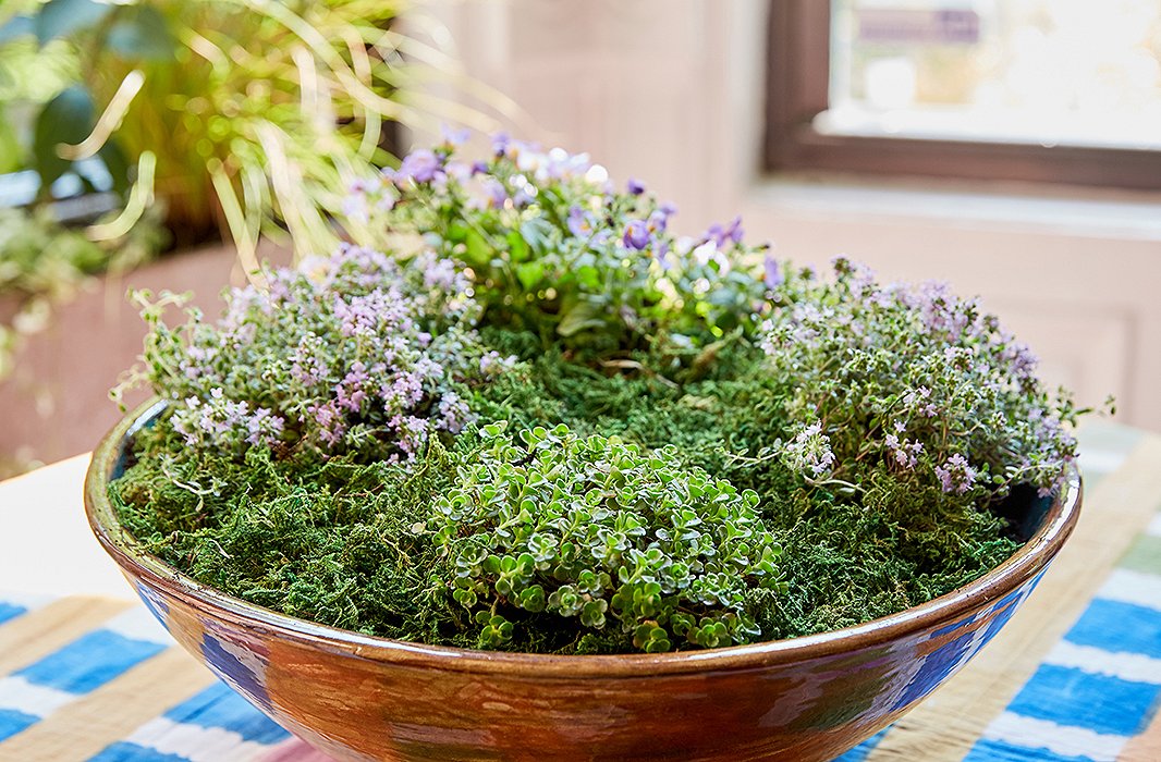 No worries about the lack of drainage: These plants require only a spray-bottle misting every few days. Amanda put in a drainage layer of charcoal and compost peat and told me to make sure the soil dries out between waterings with a spray bottle.
