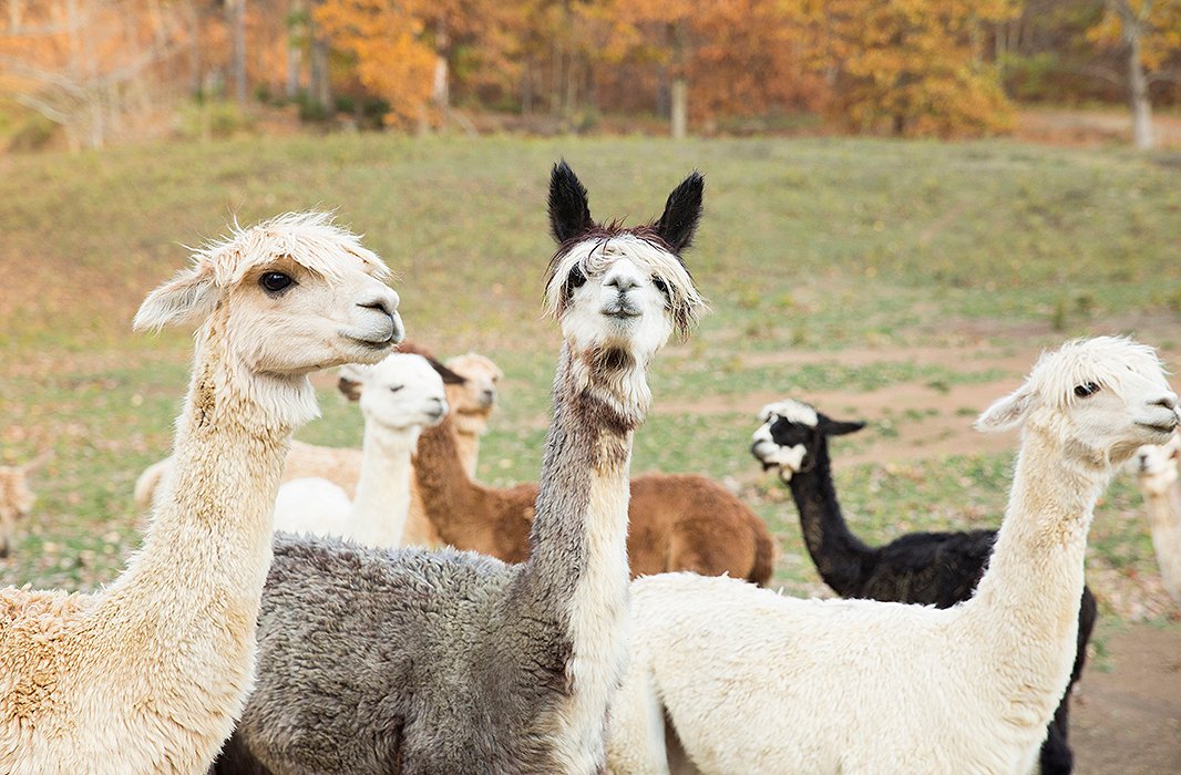 Forty of Alicia and Daniel’s 200 alpacas live on their farm. The rest board at partner farms nearby.
