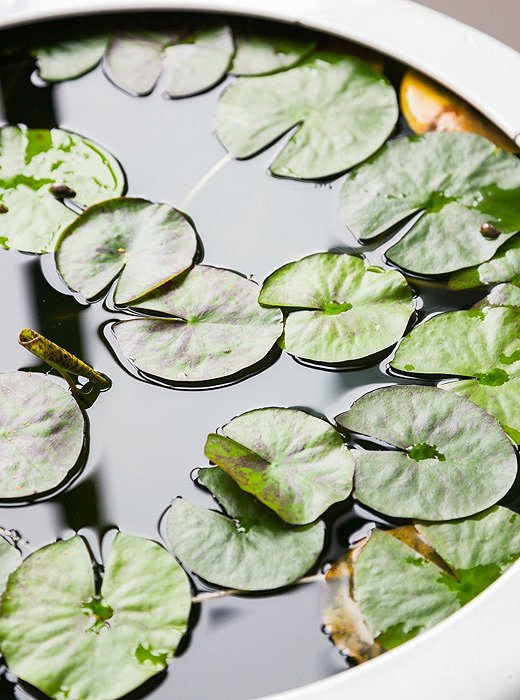 Vicente wanted to grow water lilies, so he bought some in Amsterdam and used one of his oversize planters from Thailand as a vessel. Guppies from the pet store also live inside.
