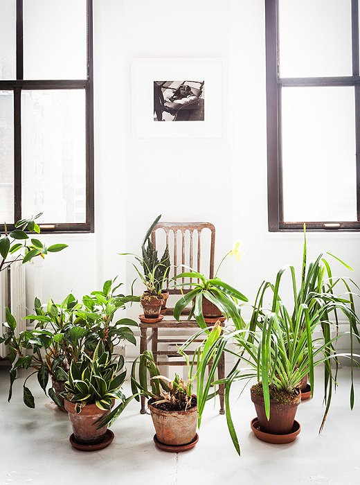 A bevy of plants artfully arranged in designer Vicente Wolfe’s New York loft. Photo by Lesley Unruh.
