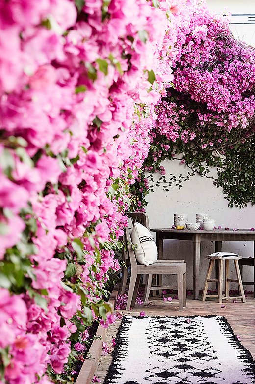 Abigail’s backyard is draped in color from the bougainvilleas that cover the back wall.
