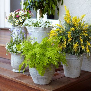 Outdoor Potted Plant Ideas