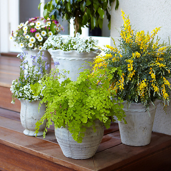 Front Porch Potted Plants Ideas
