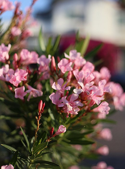 Palm Springs is a true desert oasis: Lush flora fills every view with color.
