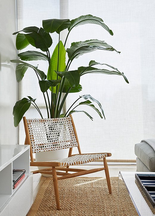 A tall banana leaf plant adds a pop of green to the quiet living room.
