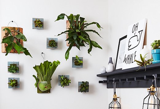A wall of ferns and succulents is a budget-friendly way to embrace biophilic design. 
