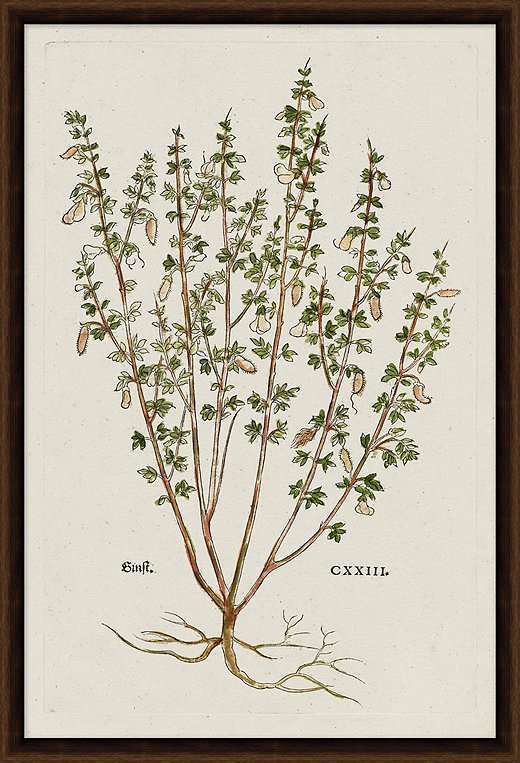 A ready-to-hang reproduction of a vintage botanical print.
