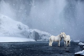 Image result for drew doggett iceland horses