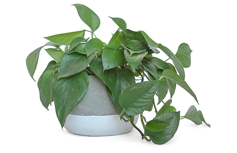 Jade Pothos Plant Caldwellcountytxoem Com - jade pothos plant w bowl pot live water light brands one