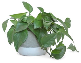 Pot For Money Plant Caldwellcountytxoem Com