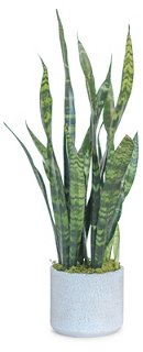 Water & Light Snake Plant w/ Cylindrical Pot, Live One