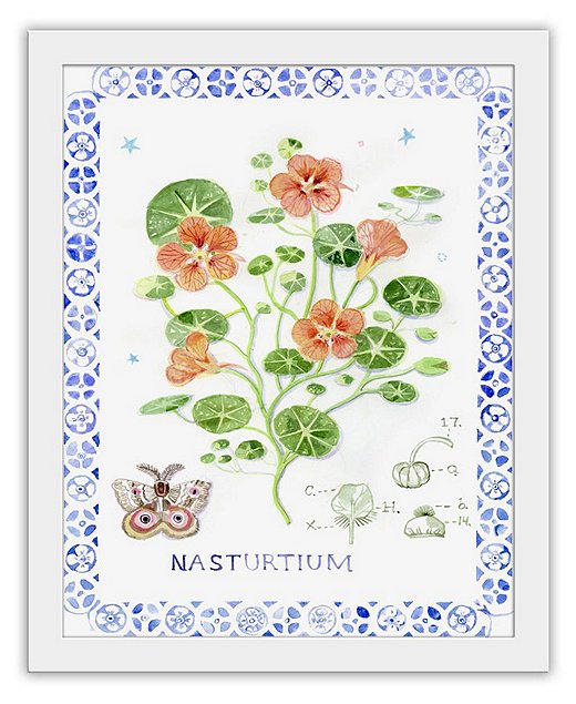 Artist Cathy Graham’s depiction of a nasturtium is a whimsical interpretation of classic botanical illustrations.
