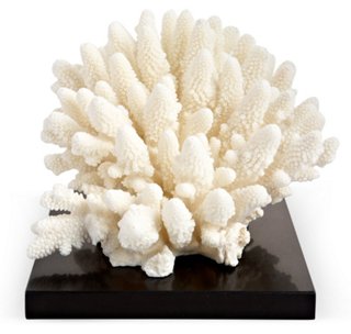 White Finger Coral on Marble & SS Base