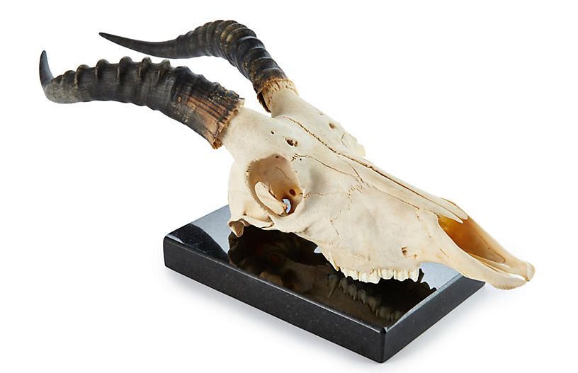 Blesbok Skull on Marble Base