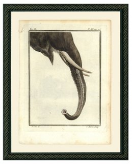 Elephant Trunk - 1780s