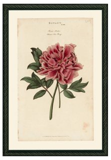 Pink Peony 43 - 1810