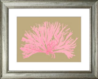 Miranda Coral, Pink