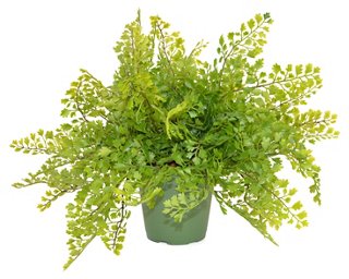 14" Mini Maidenhair Fern Plant, Faux