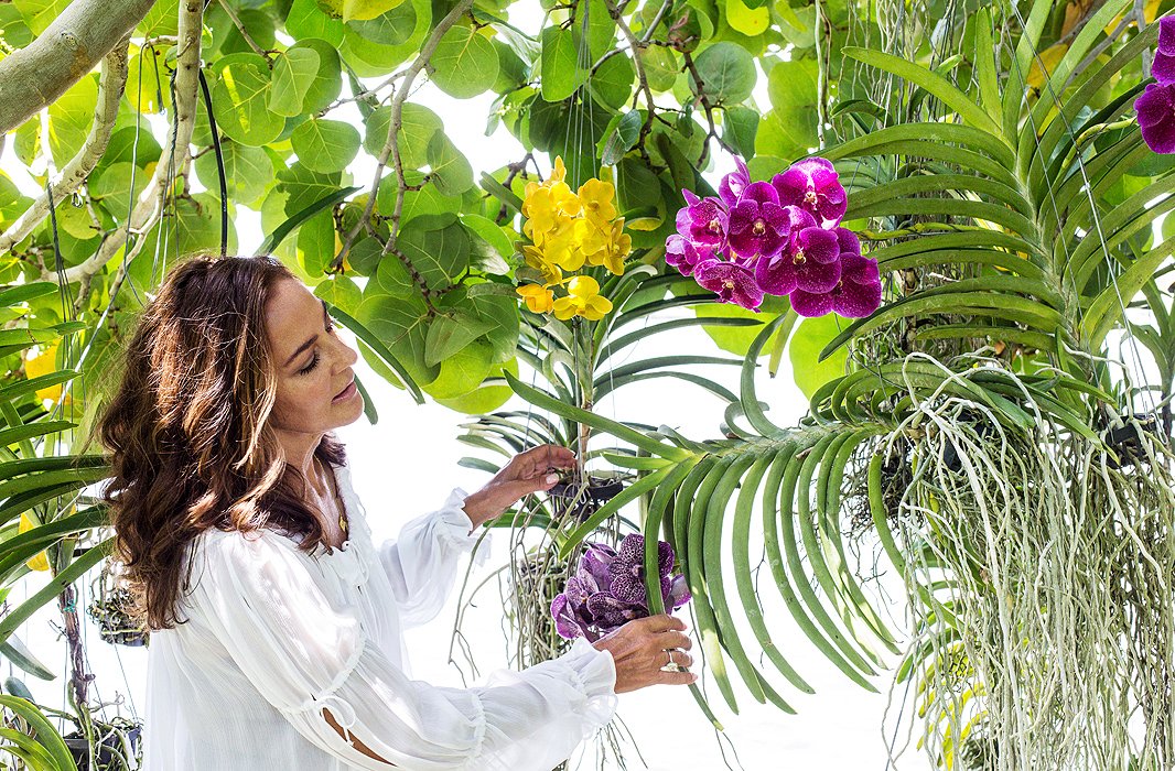 Many cultivated orchids are epiphytes, plants that don’t need to root in soil and can grow on another plant without harming it. Kelly buys them at the farms that abound in Florida and installs them on the trees in her backyard.
