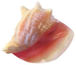Osprey Blu Soft Pink Bahamian Conch Shell One Kings Lane