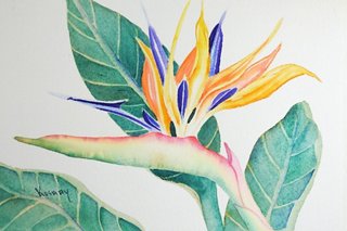 Bird Of Paradise Watercolor Artifax Antiques Brands One