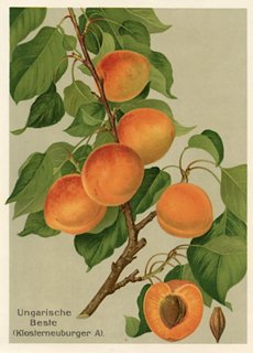 Prints with a Past 1908 Apricot & Plum Prints, S/2 One Kings Lane