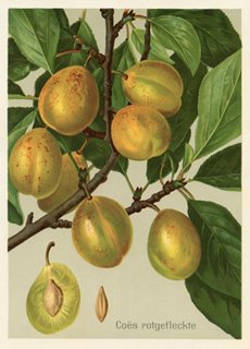 Prints with a Past 1908 Apricot & Plum Prints, S/2 One Kings Lane