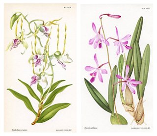 Prints with a Past Orchid Prints by Margaret Stones, Pair One Kings