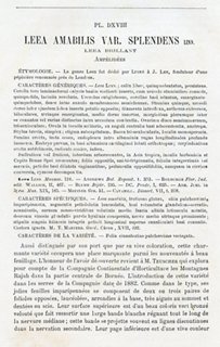 Prints with a Past Splendid Leea by Pannemaeker, 1885 One Kings Lane